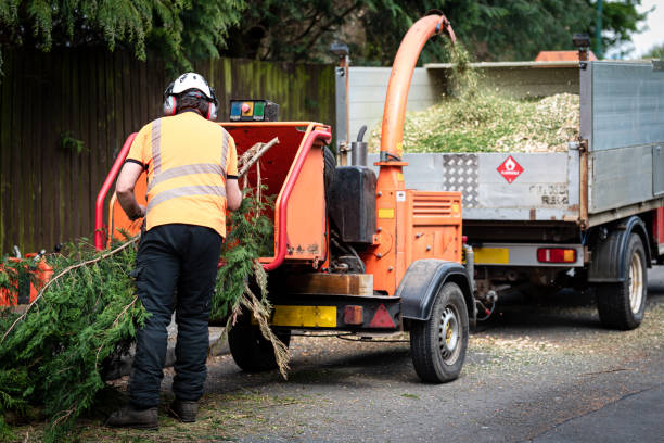 The Steps Involved in Our Tree Care Process in Hazel Dell, WA